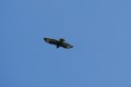 Buse variable
